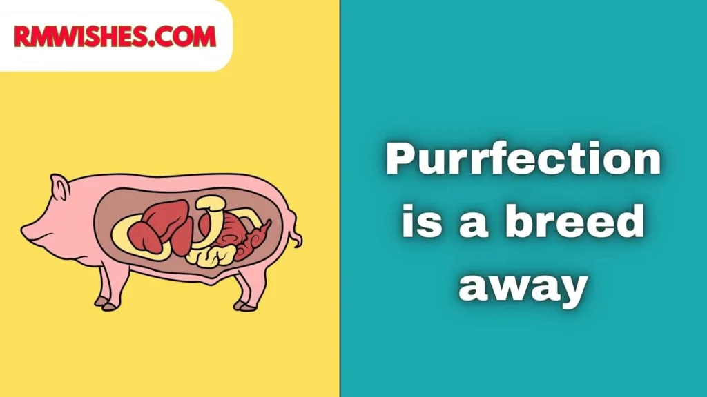 Cute Breeding Captions for Pets